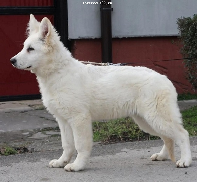 1--white-swiss-shepherd-dog--0323.jpg