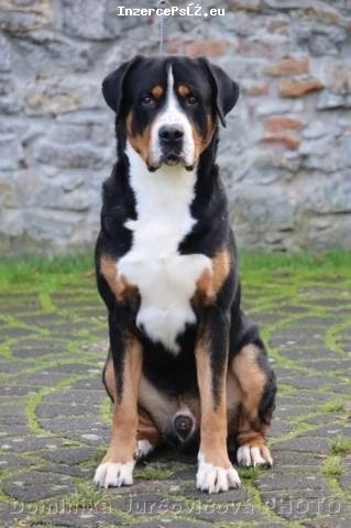 Veľký švajčiarsky salašnícky pes