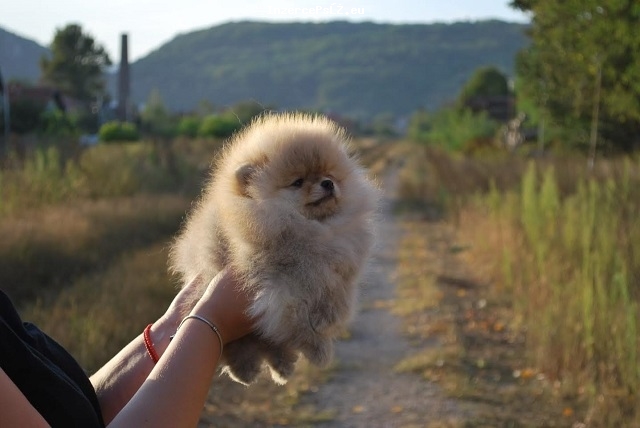 Pomeranian štěňata