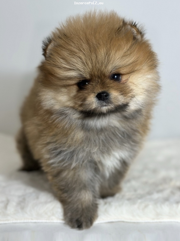 Pomeranian (BOO), čistokrevný, trpaslík (hračka)