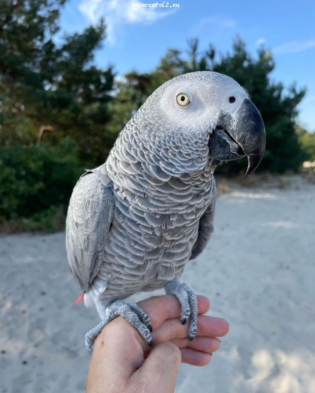Prodám afrického papouška šedého