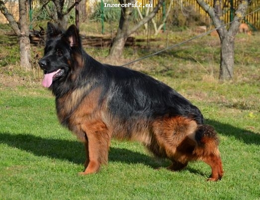 Německý ovčák, štěňata dlouhosrstých psů