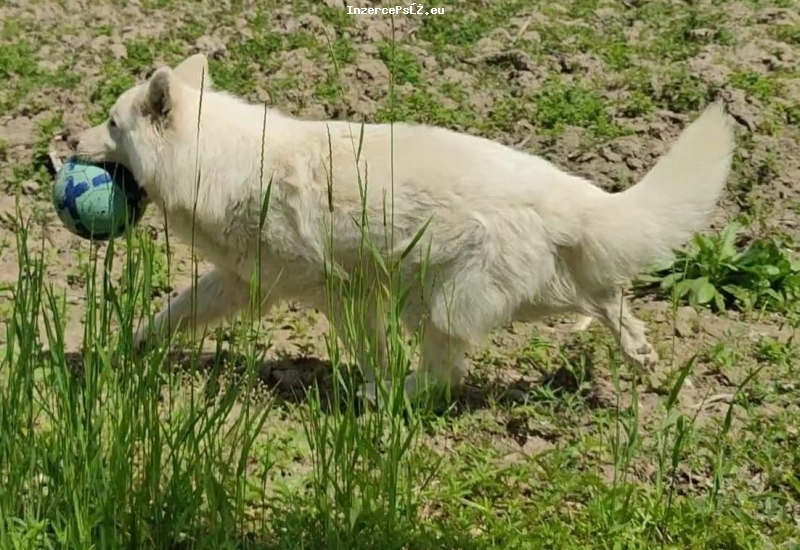 Bílý švýcarský ovčák KRÁSNÁ štěňátka