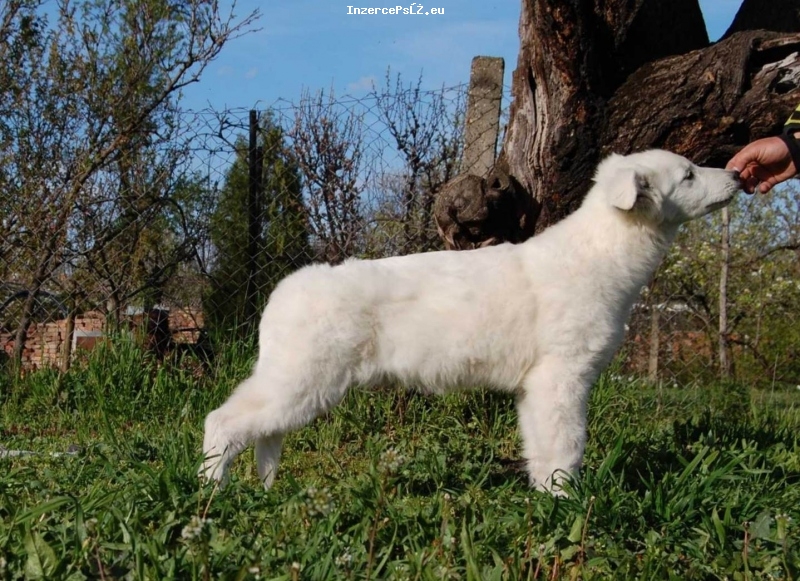 Bílý švýcarský ovčák štěně