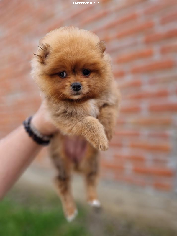 Pomeranians, krásná štěňátka