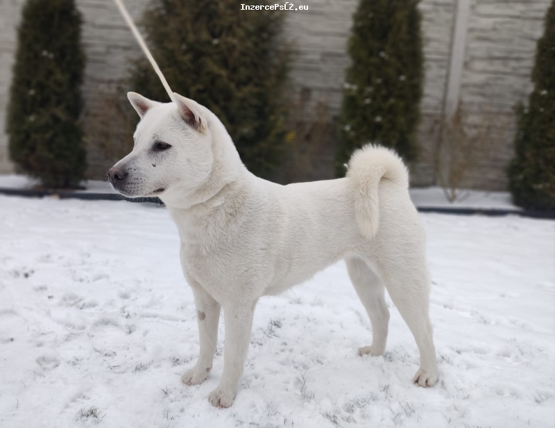 Kishu (Goro bílý pes)